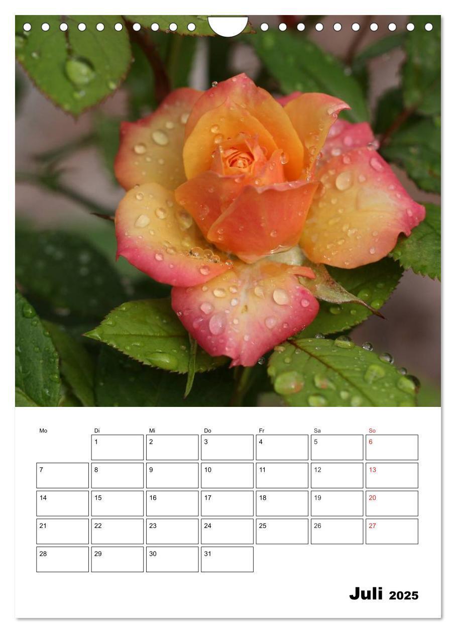 Bild: 9783457022283 | Zauberhafte Rosen (Wandkalender 2025 DIN A4 hoch), CALVENDO...