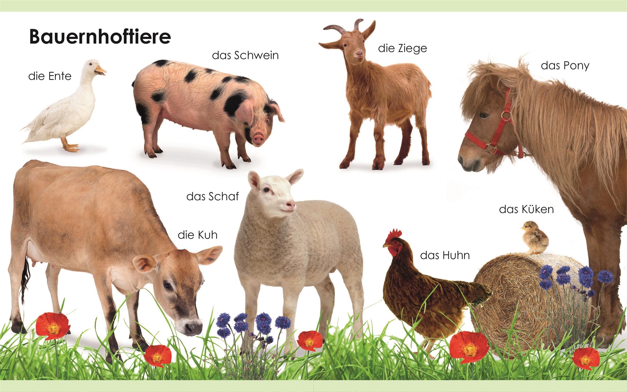 Bild: 9783831039500 | Erstes Lernen mini. Tiere | Bildwörterbuch mit Glitzerfolie ab 1 Jahr