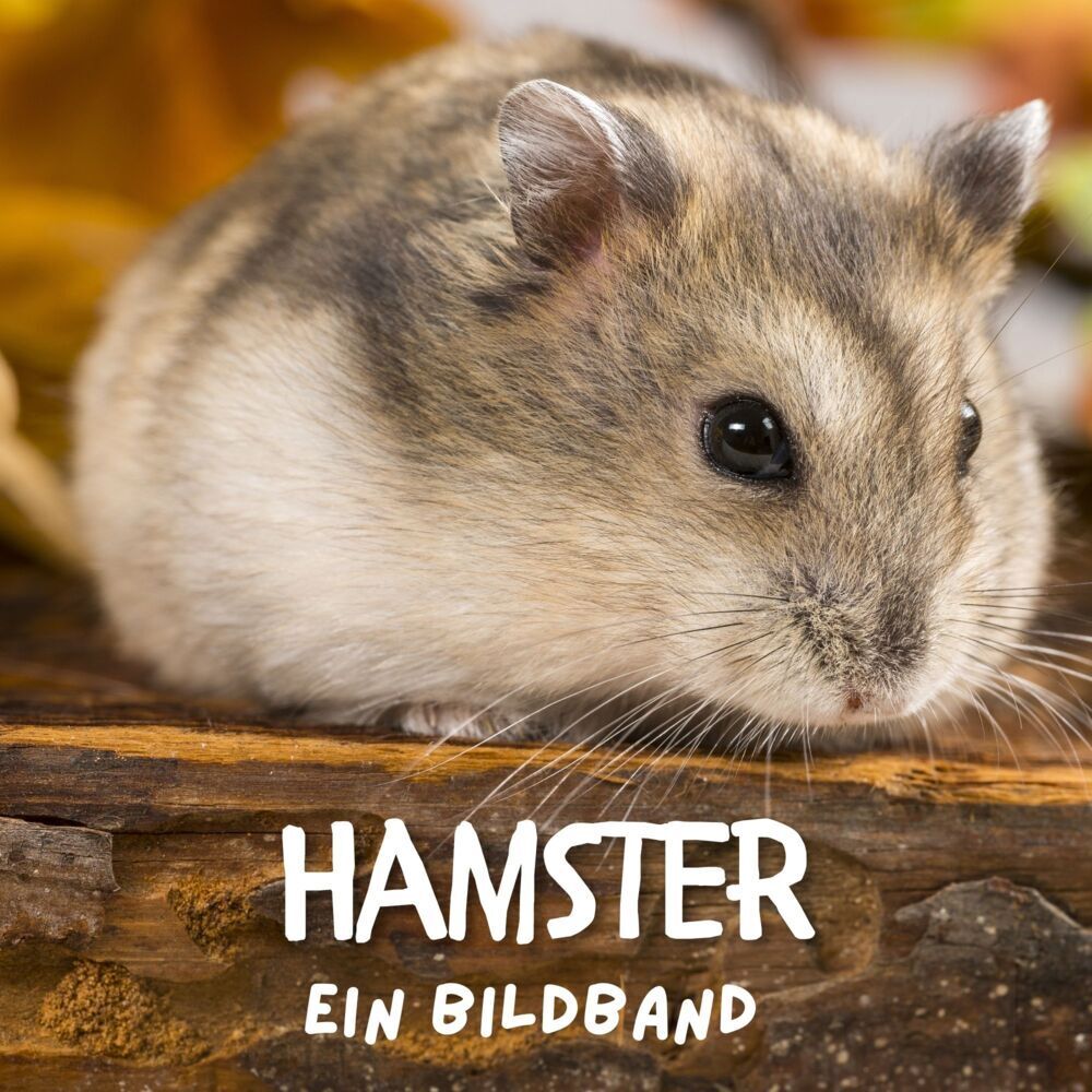 Cover: 9783750509382 | Hamster | Ein Bildband | Bibi Hübsch | Taschenbuch | 42 S. | Deutsch