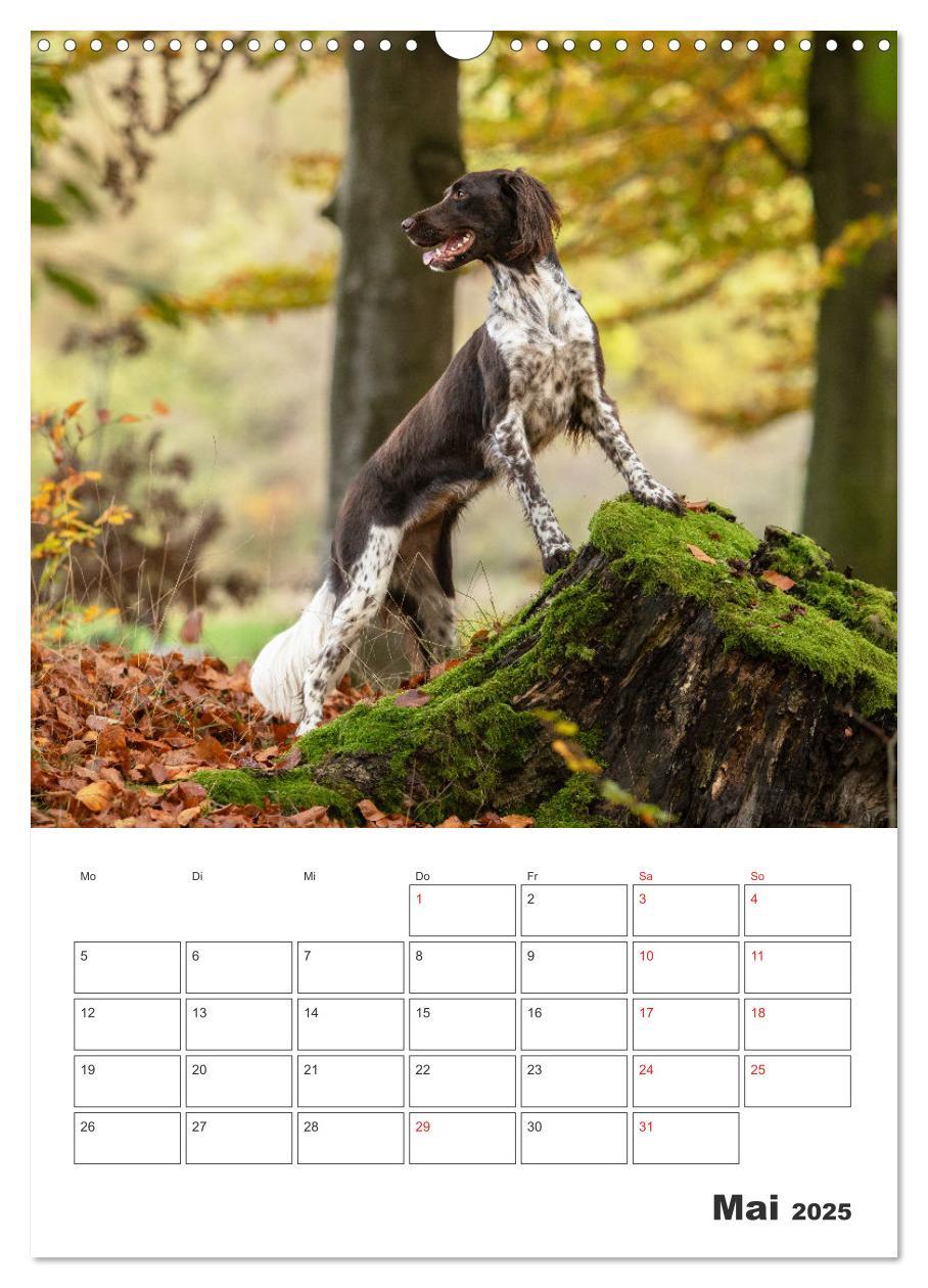 Bild: 9783457163399 | Geboren um zu Jagen. Der kleine Münsterländer (Wandkalender 2025...