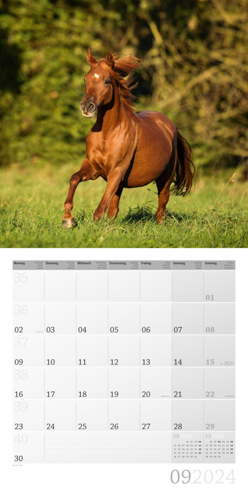 Bild: 9783838444215 | Pferde Kalender 2024 - 30x30 | Ackermann Kunstverlag | Kalender | 2024