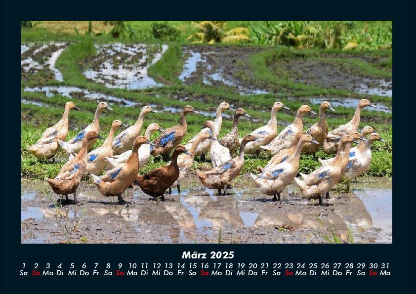 Bild: 9783755990550 | Enten 2025 Fotokalender DIN A4 | Tobias Becker | Kalender | Kalender