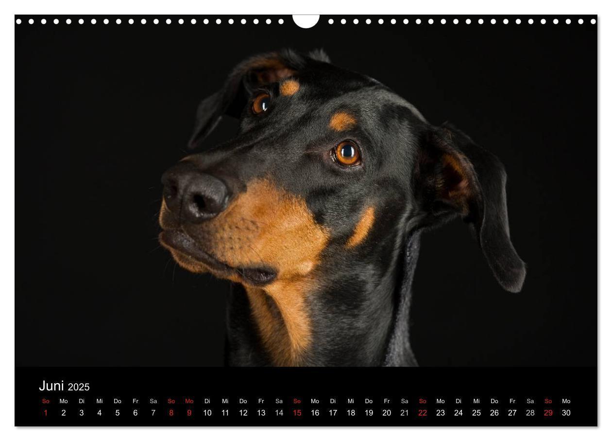 Bild: 9783435742219 | Dogs (Wandkalender 2025 DIN A3 quer), CALVENDO Monatskalender | Noack