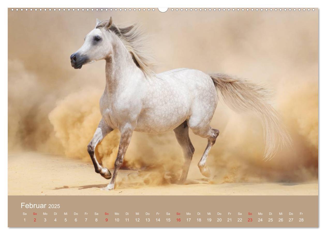 Bild: 9783435677948 | Pferde ¿ Araber im Wüstensand (hochwertiger Premium Wandkalender...