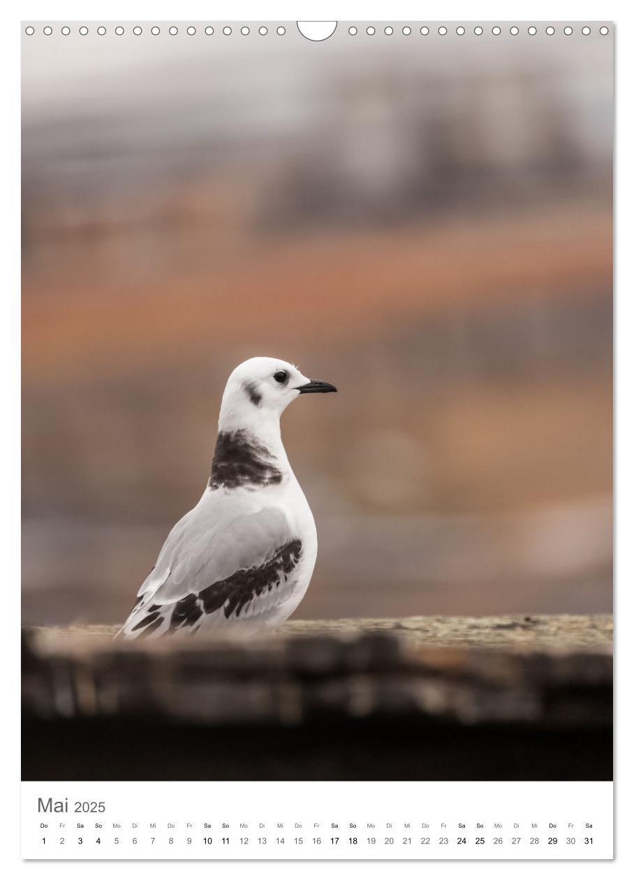 Bild: 9783435846146 | Die Arktis - Naturfotografien aus Spitzbergen (Wandkalender 2025...