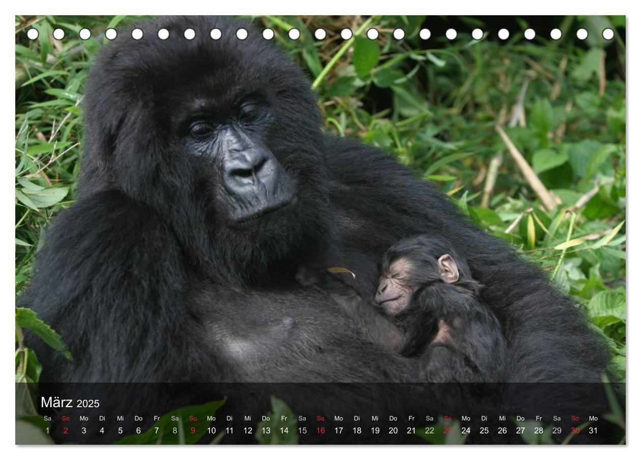 Bild: 9783435623068 | Menschenaffen. Gorillas, Schimpansen, Orang-Utans (Tischkalender...