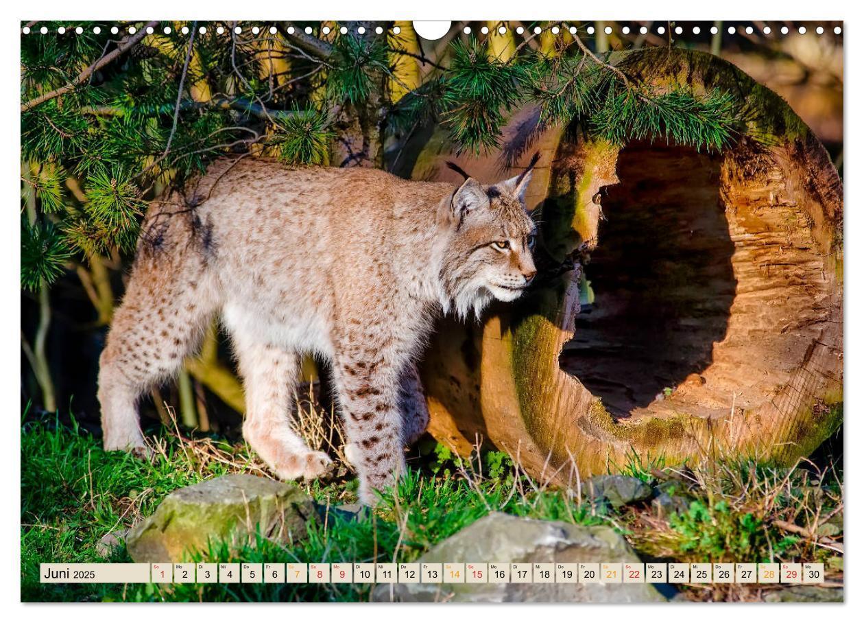 Bild: 9783435118397 | Raubkatze Luchs (Wandkalender 2025 DIN A3 quer), CALVENDO...