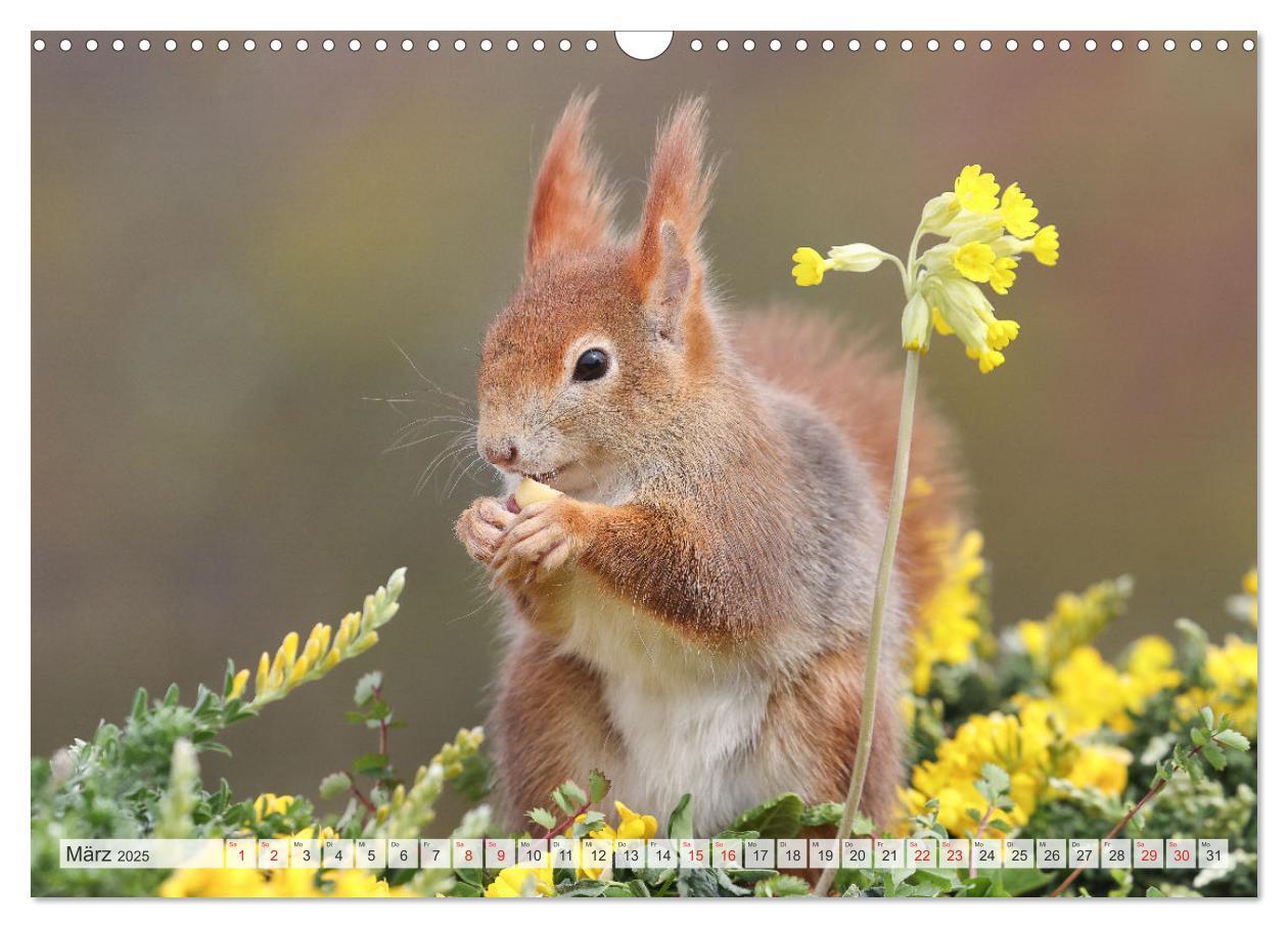 Bild: 9783435566723 | Besondere Augenblicke mit Eichhörnchen (Wandkalender 2025 DIN A3...