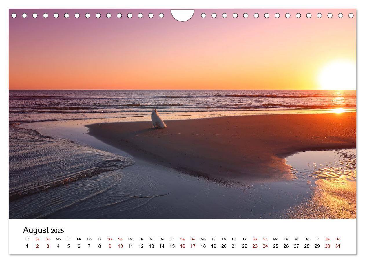 Bild: 9783435014439 | Ein Samojede am Meer (Wandkalender 2025 DIN A4 quer), CALVENDO...