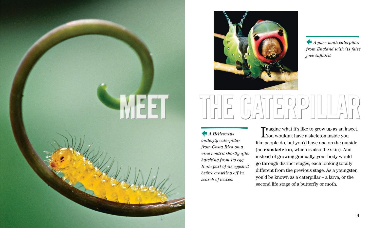 Bild: 9780008358129 | Face to Face with Caterpillars | Level 6 | Darlyne A. Murawski | Buch