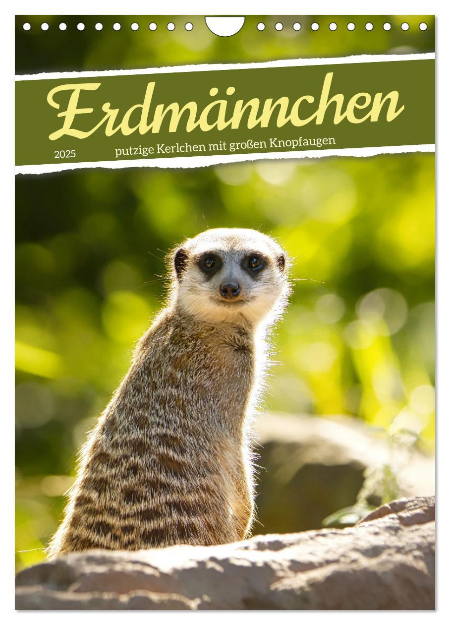 Cover: 9783435890996 | Erdmännchen, putzige Kerlchen mit großen Knopfaugen (Wandkalender...