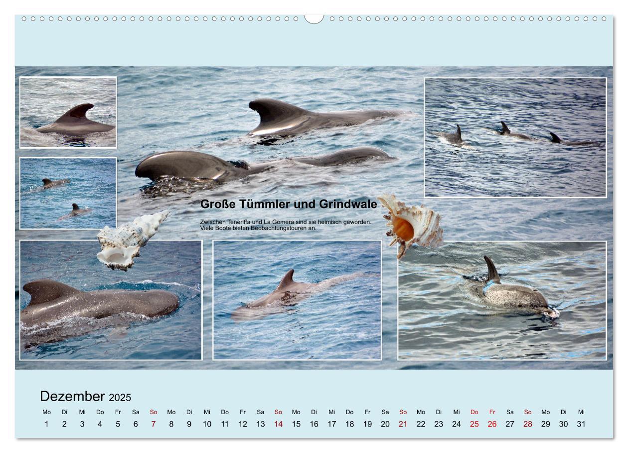 Bild: 9783435005550 | Zauberhaftes Teneriffa (Wandkalender 2025 DIN A2 quer), CALVENDO...