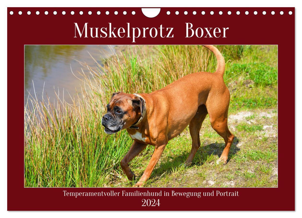 Cover: 9783675713864 | Muskelprotz Boxer (Wandkalender 2024 DIN A4 quer), CALVENDO...