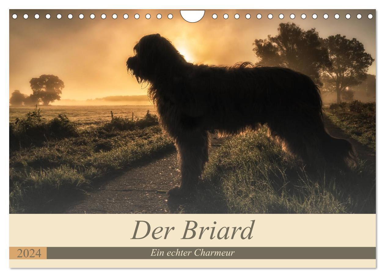 Cover: 9783383261596 | Der Briard 2024 - Ein echter Charmeur (Wandkalender 2024 DIN A4...