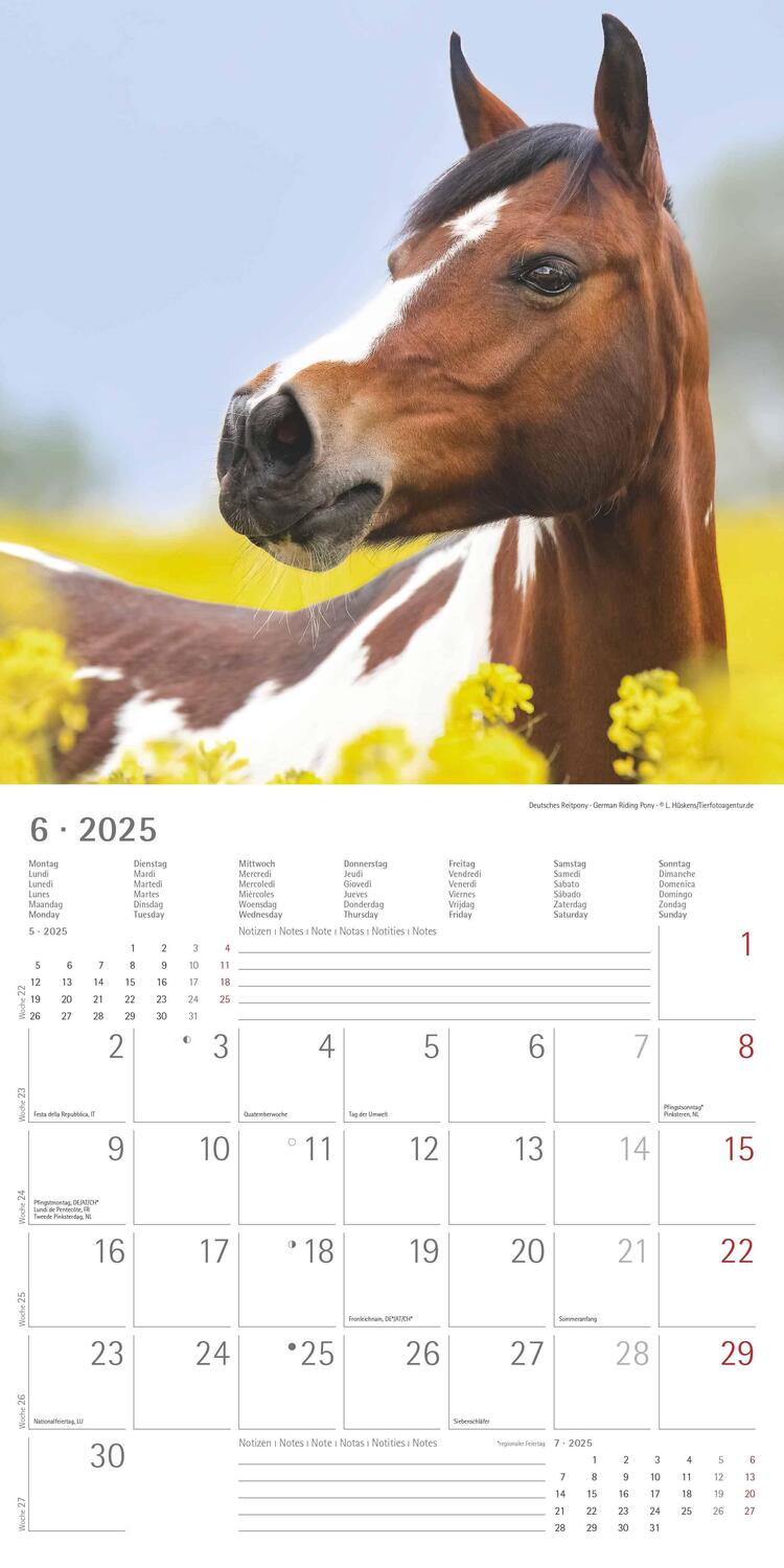 Bild: 4251732343040 | Ponys 2025 - Broschürenkalender 30x30 cm (30x60 geöffnet) -...