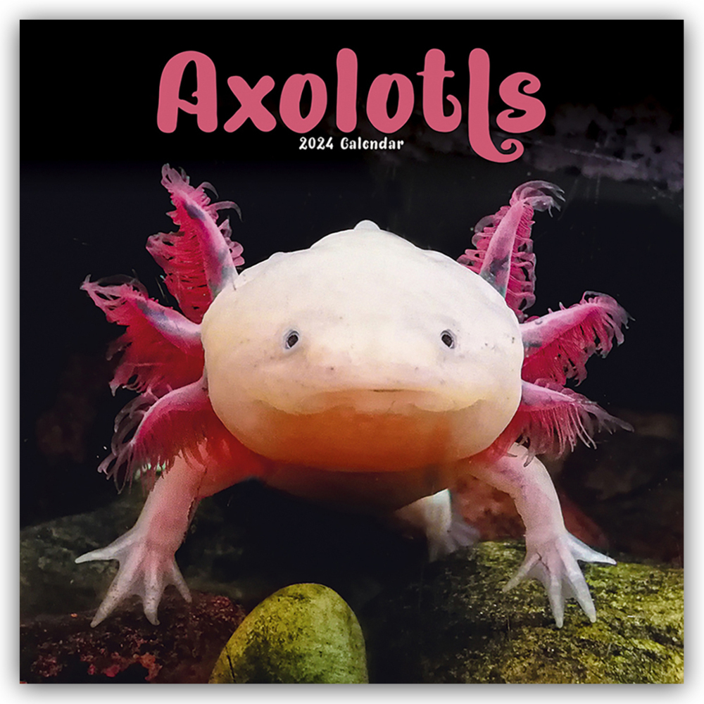 Cover: 9781804602812 | Axolotls - Mexikanischer Schwanzlurch 2024 - 16-Monatskalender | Ltd