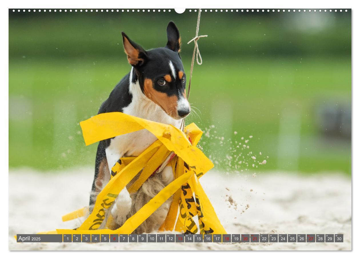 Bild: 9783457196021 | Der Basenji (hochwertiger Premium Wandkalender 2025 DIN A2 quer),...