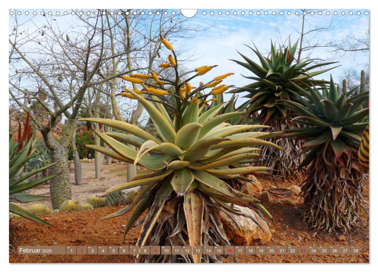 Bild: 9783435336579 | BOTANICACTUS Mallorcas Kakteengarten (Wandkalender 2025 DIN A3...