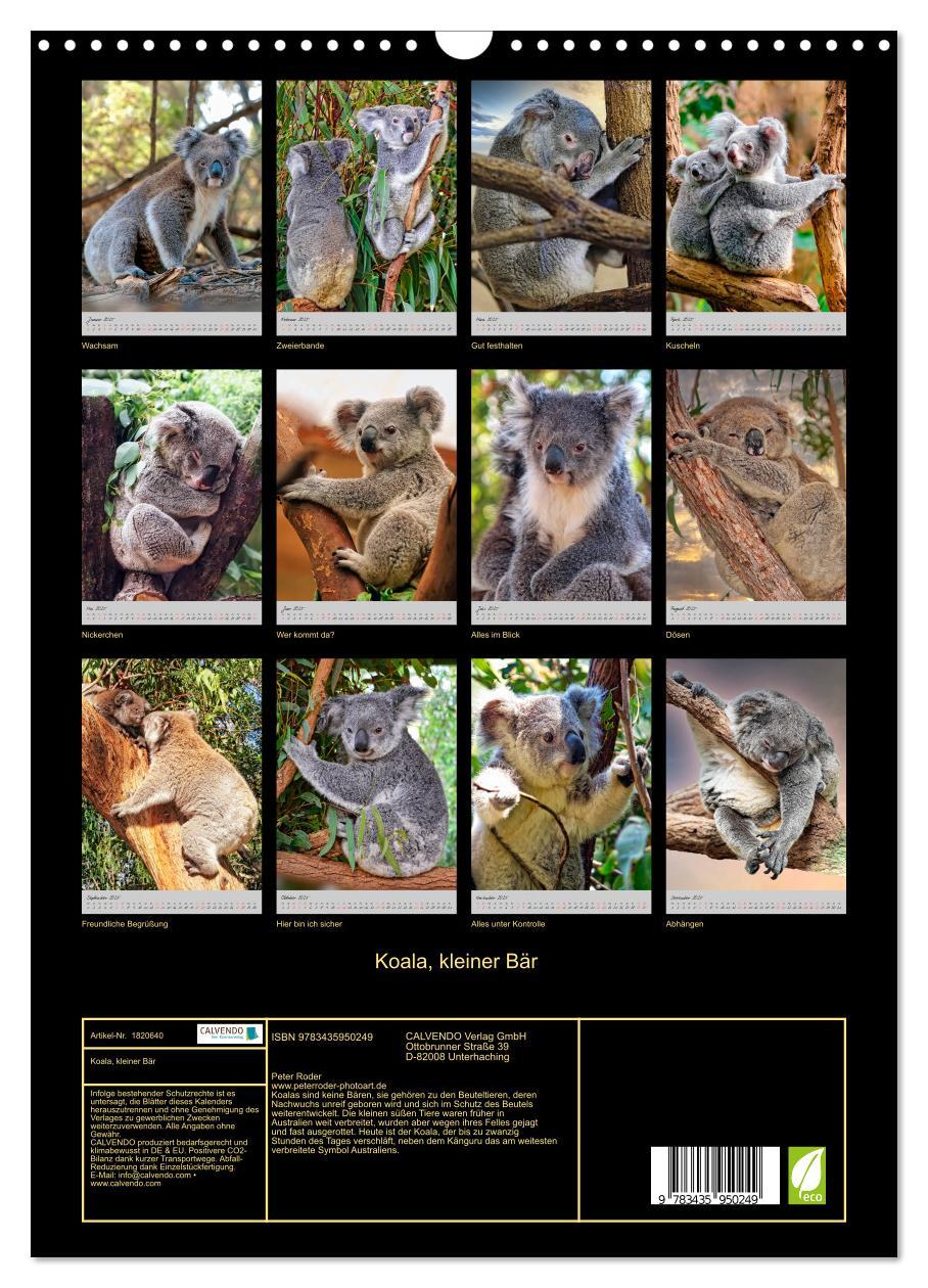 Bild: 9783435950249 | Koala, kleiner Bär (Wandkalender 2025 DIN A3 hoch), CALVENDO...