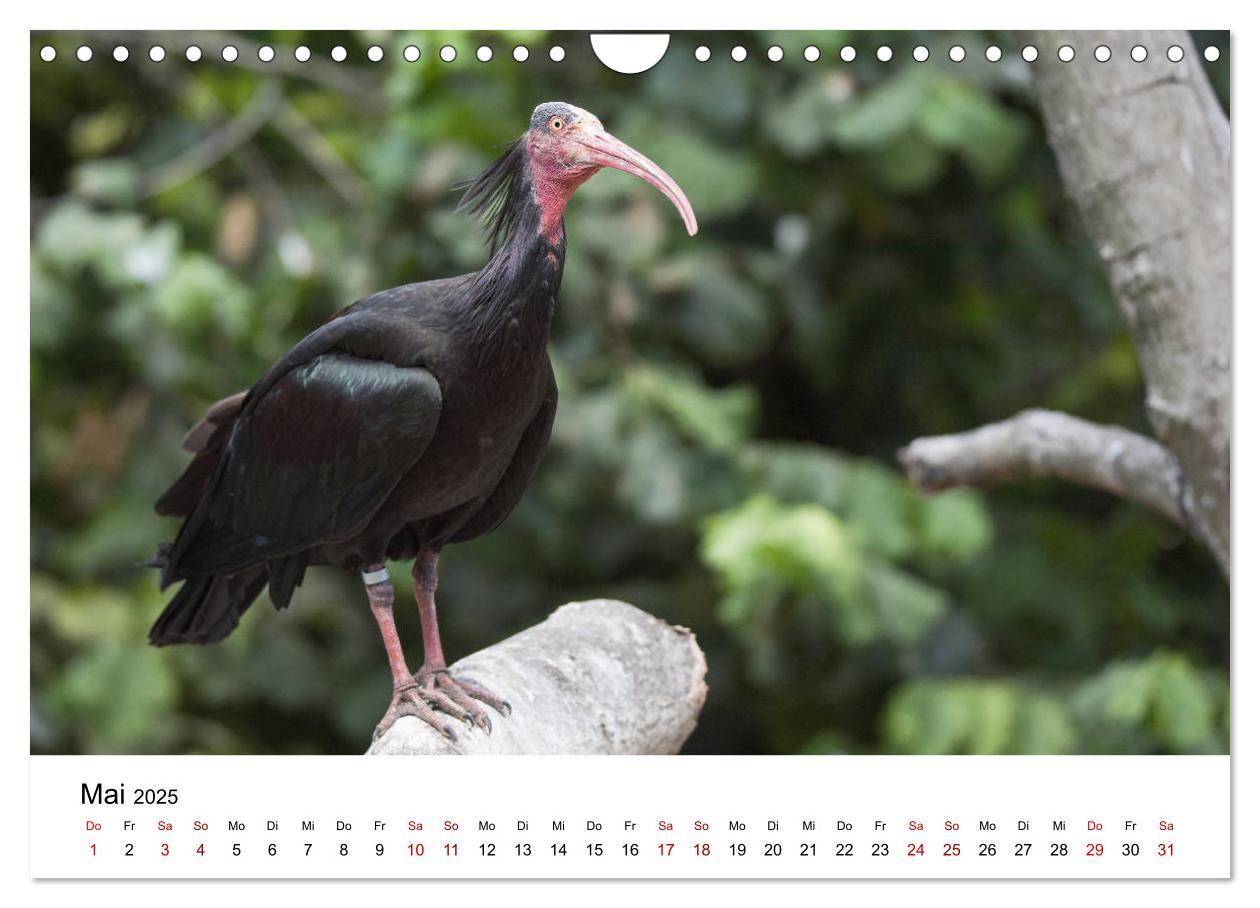 Bild: 9783435137046 | Der Waldrapp - Ein skurriler Vogel (Wandkalender 2025 DIN A4 quer),...