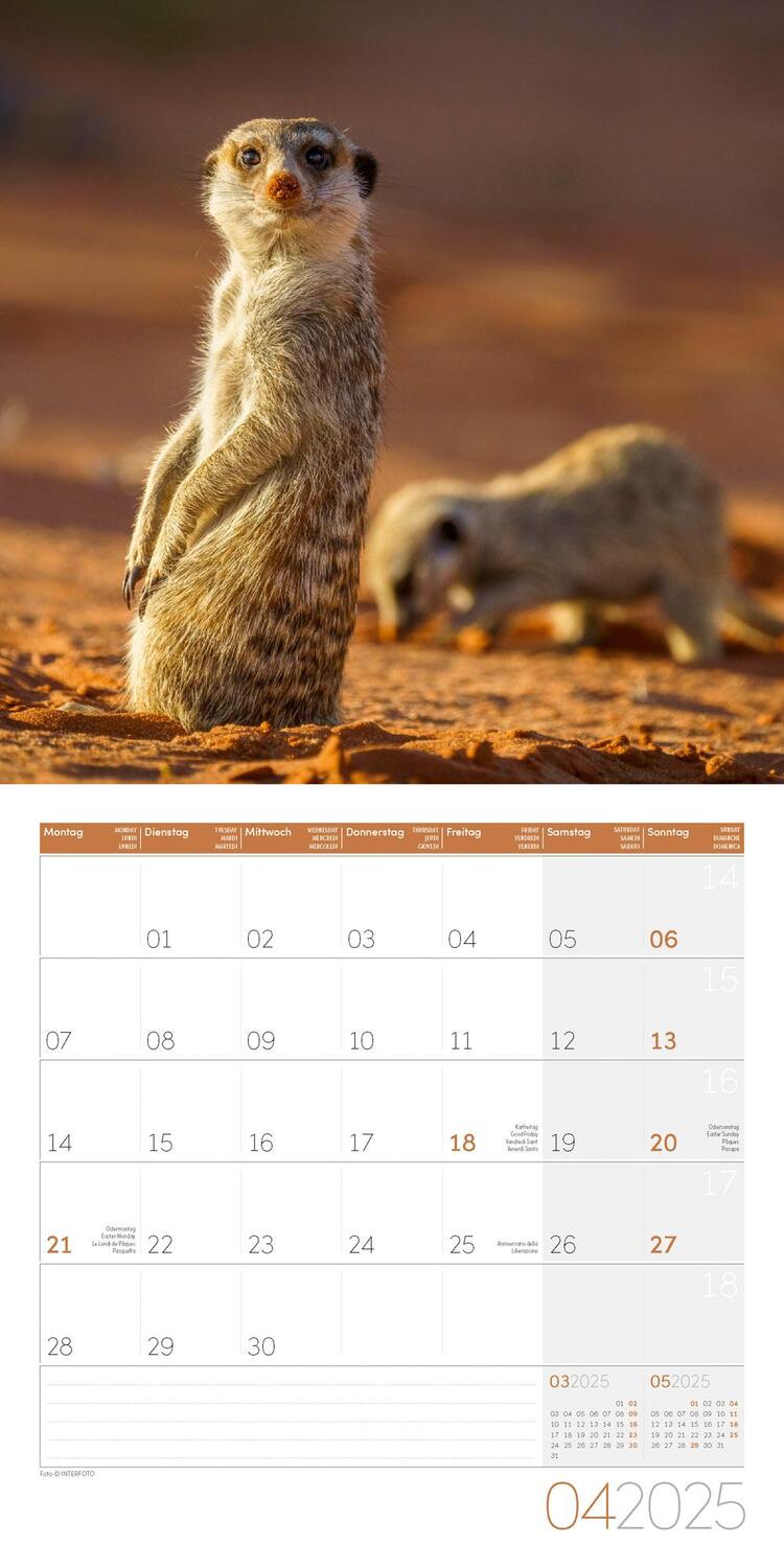 Bild: 9783838445328 | Erdmännchen Kalender 2025 - 30x30 | Ackermann Kunstverlag | Kalender