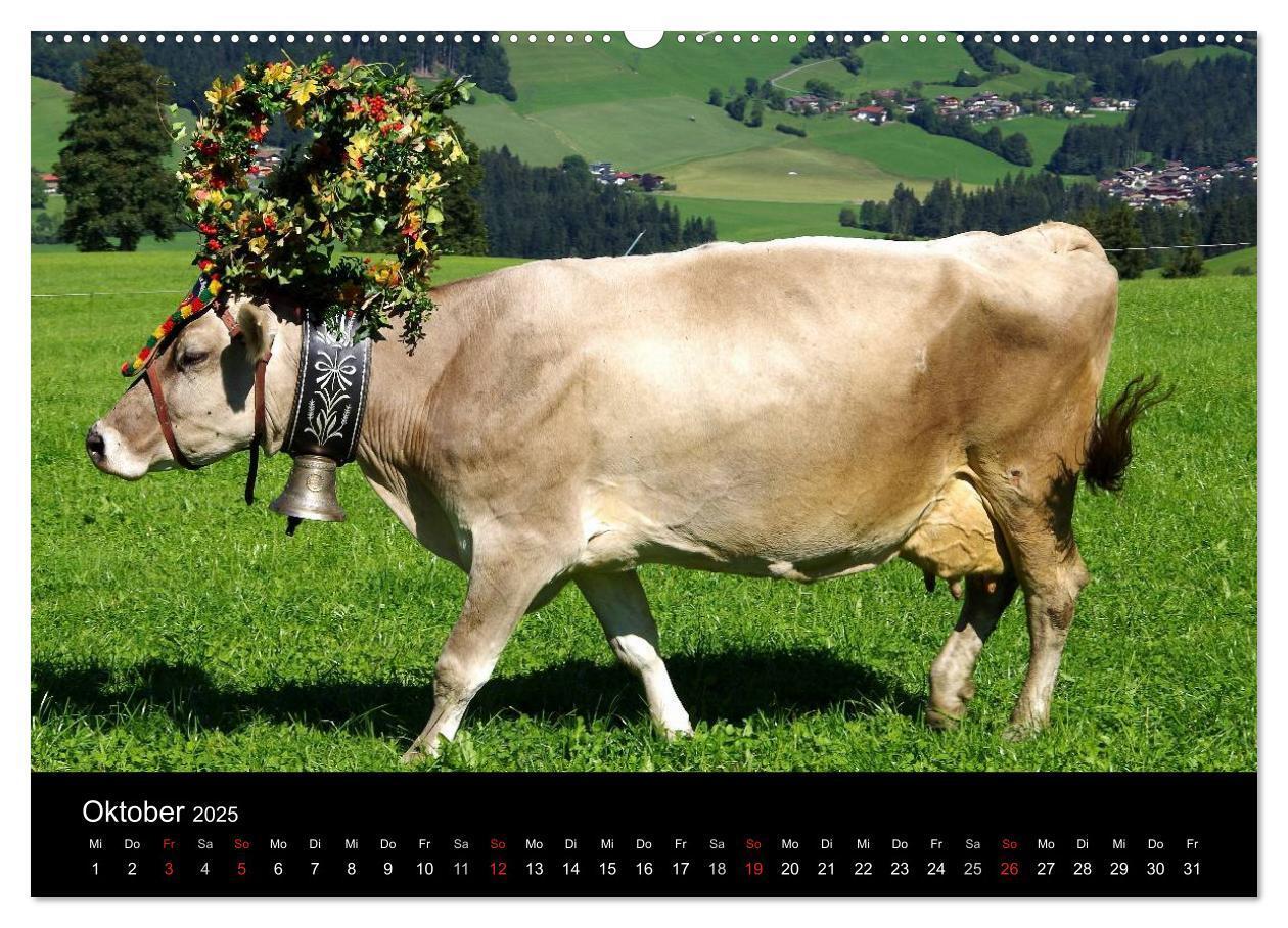 Bild: 9783435536597 | Almabtrieb in Tirol (Wandkalender 2025 DIN A2 quer), CALVENDO...