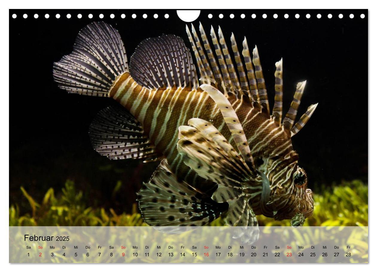 Bild: 9783435590827 | Knallbunte Wasserwelt. Die Welt der Fische (Wandkalender 2025 DIN...