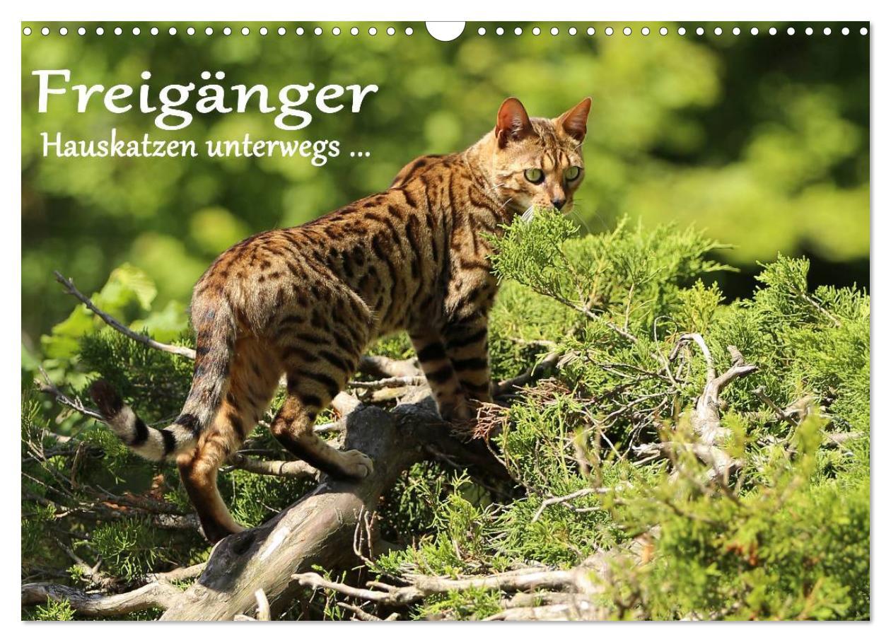 Cover: 9783435537532 | Freigänger - Hauskatzen unterwegs (Wandkalender 2025 DIN A3 quer),...