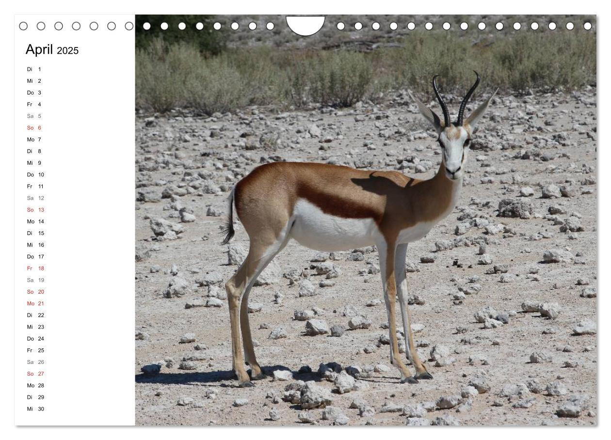 Bild: 9783435552818 | Namibia - Tierische Vielfalt (Planer) (Wandkalender 2025 DIN A4...