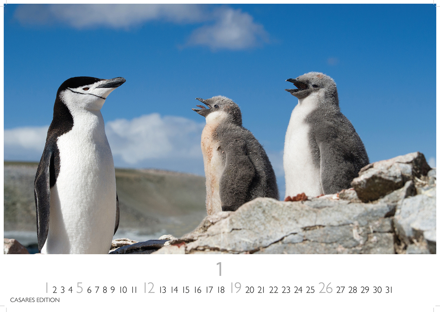 Bild: 9781835241202 | Pinguine 2025 L 35x50cm | Kalender | 14 S. | Deutsch | 2025