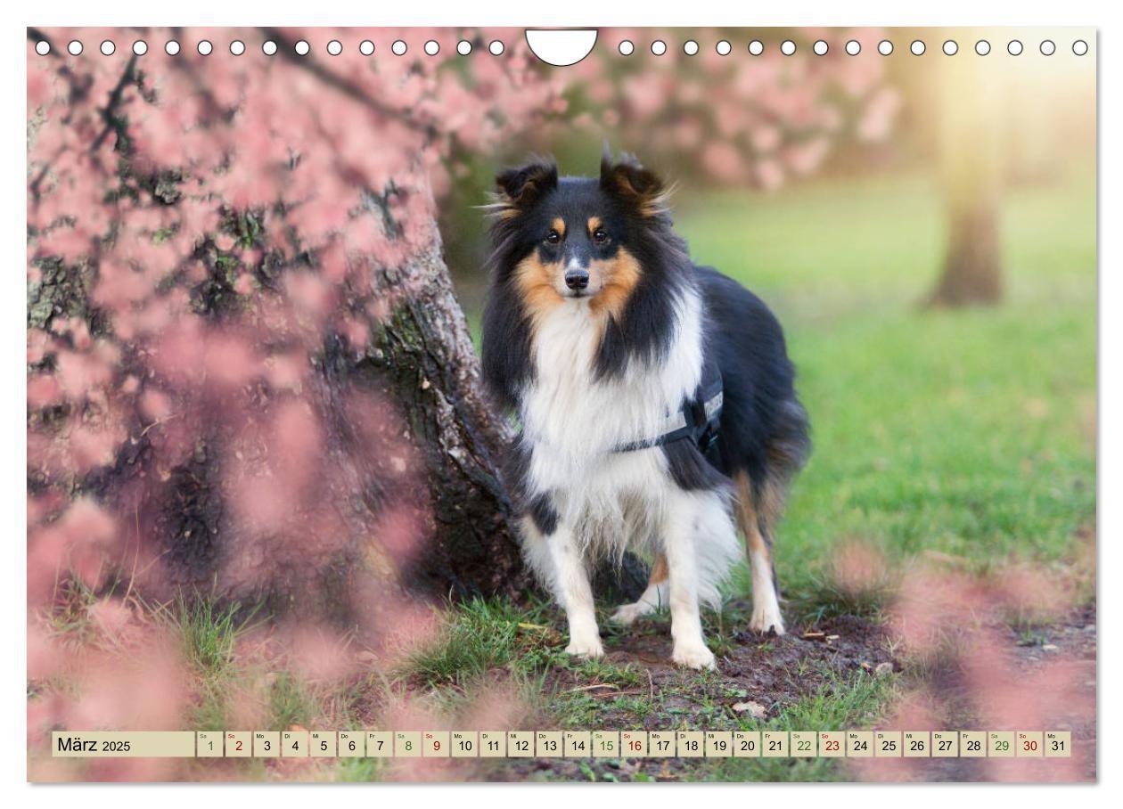 Bild: 9783435423705 | SHELTIES Liebe auf 4 Pfoten (Wandkalender 2025 DIN A4 quer),...