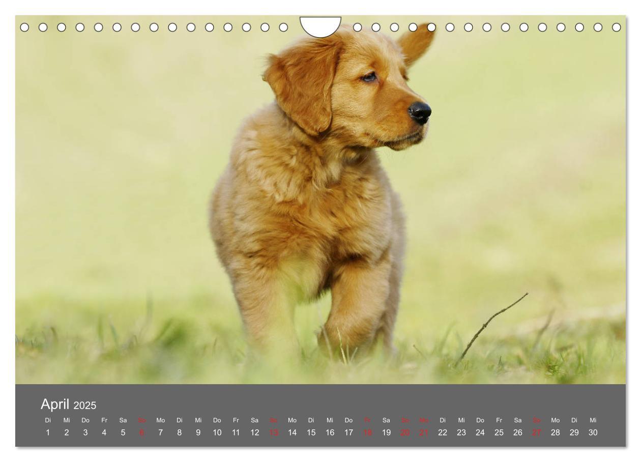 Bild: 9783435307791 | Chesley Kleiner Hund grosse Abenteuer (Wandkalender 2025 DIN A4...