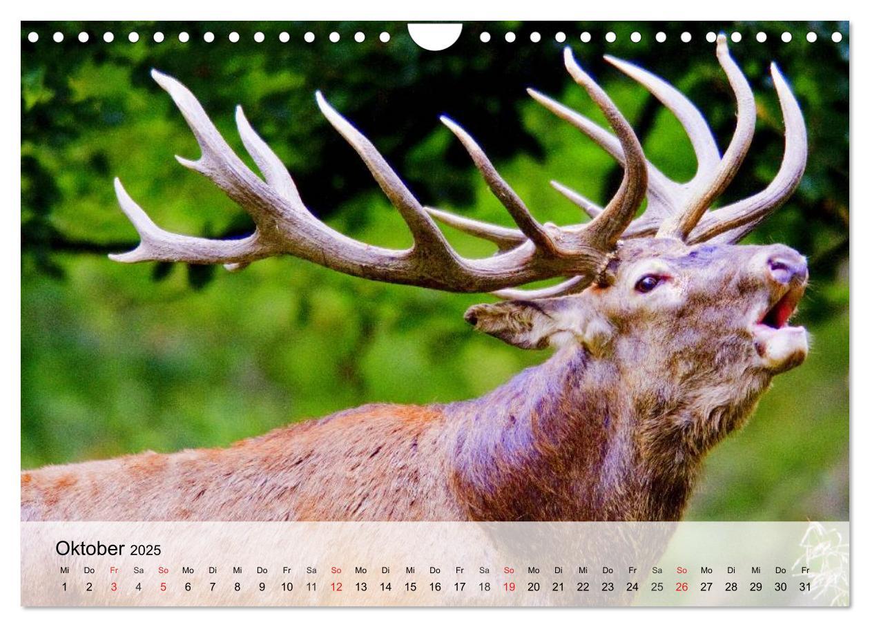 Bild: 9783435516292 | Rotwild. Edle Hirsche, stolze Kühe (Wandkalender 2025 DIN A4 quer),...