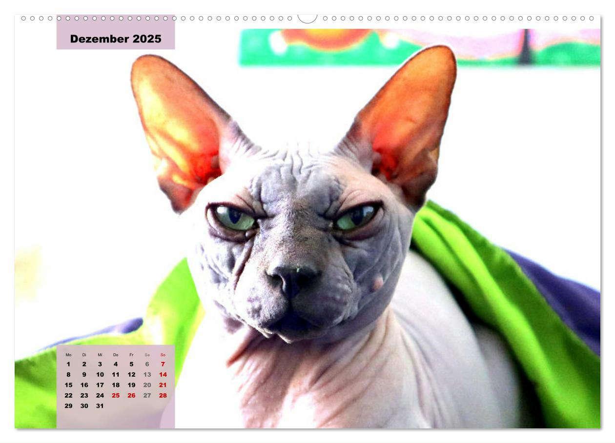 Bild: 9783435049790 | Sphinx. Grazile und anmutige Nacktkatzen (Wandkalender 2025 DIN A2...