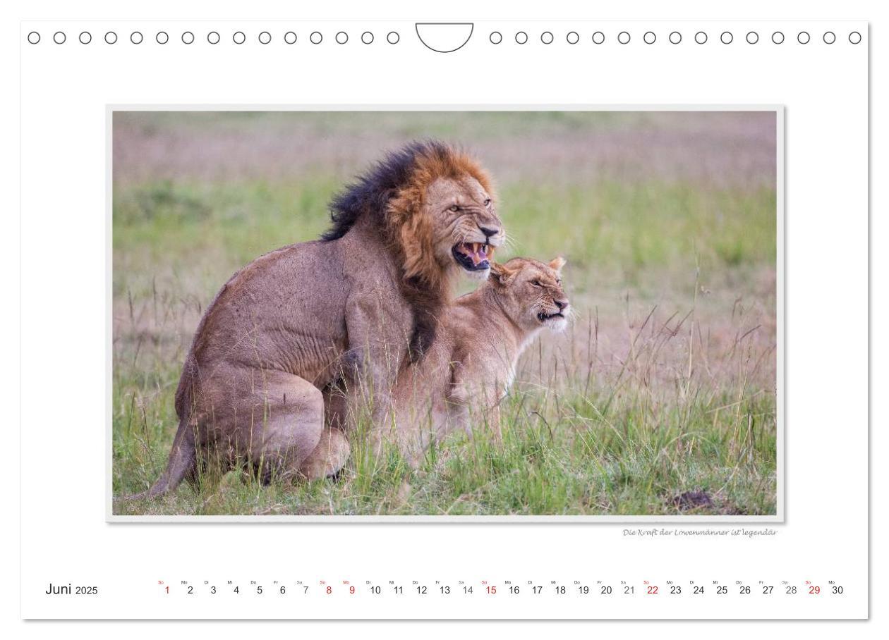 Bild: 9783435798780 | Emotionale Momente: Tierischer Sex. (Wandkalender 2025 DIN A4...