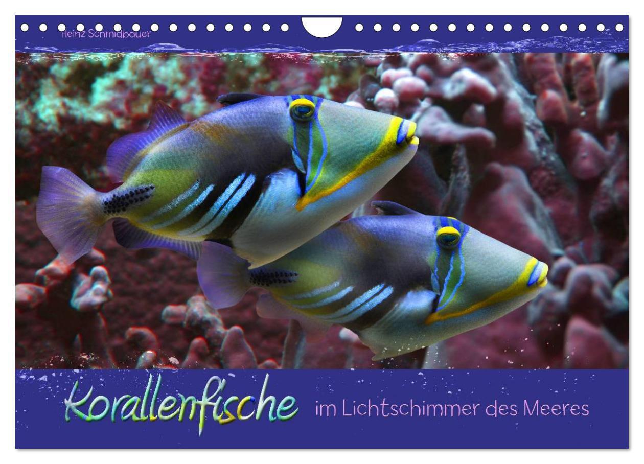 Cover: 9783383375460 | Korallenfische im Lichtschimmer des Meeres (Wandkalender 2024 DIN...