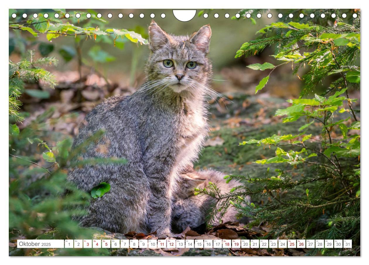 Bild: 9783435219797 | Wildkatzen - die anmutigsten Raubiere in Europa. (Wandkalender 2025...