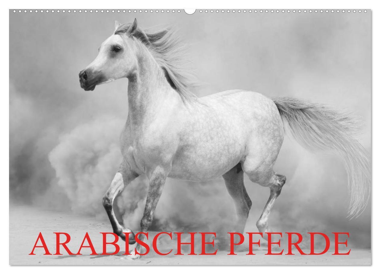 Cover: 9783383475771 | Arabische Pferde (Wandkalender 2024 DIN A2 quer), CALVENDO...