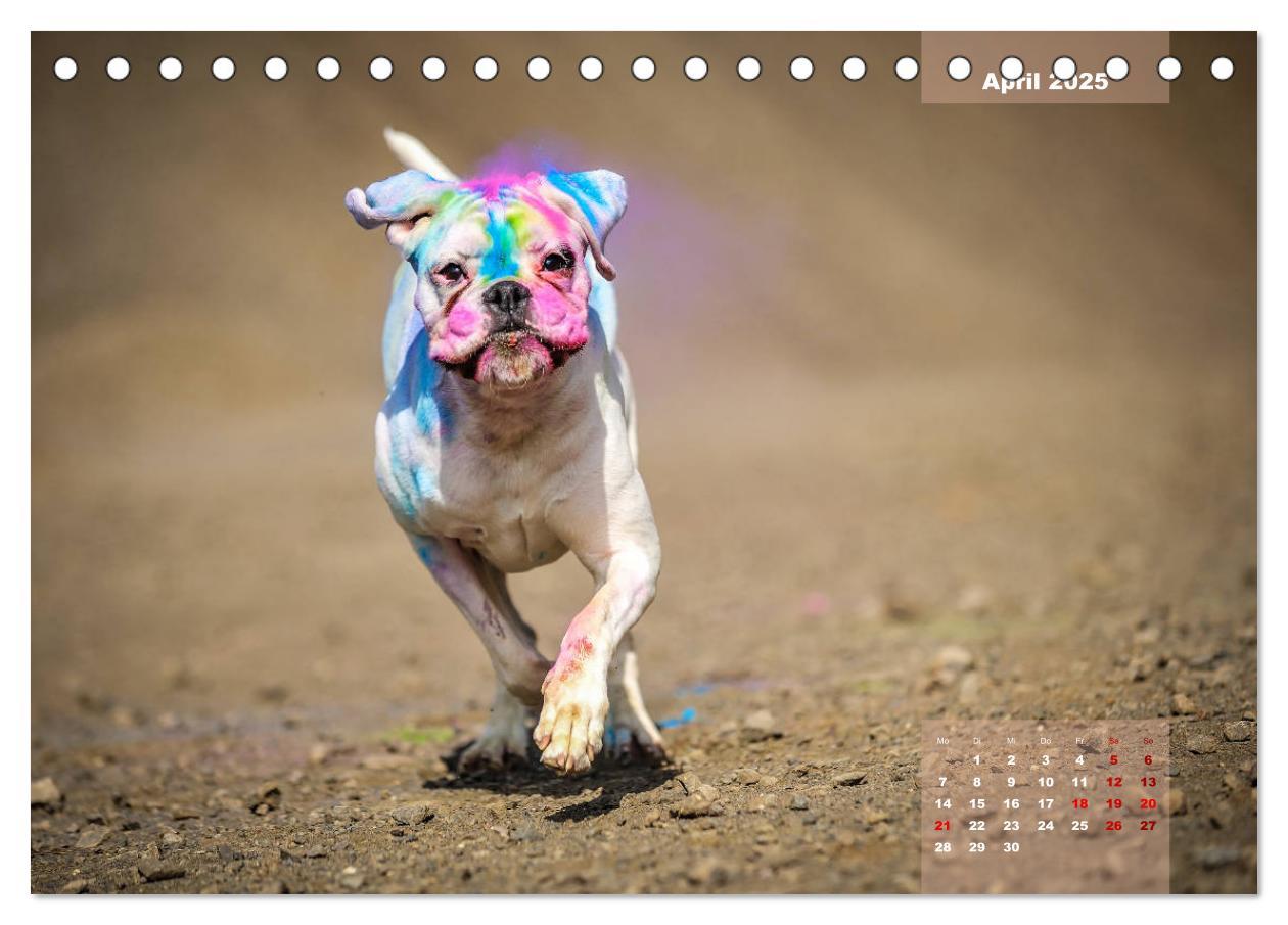 Bild: 9783435337774 | Typisch Boxer (Tischkalender 2025 DIN A5 quer), CALVENDO...