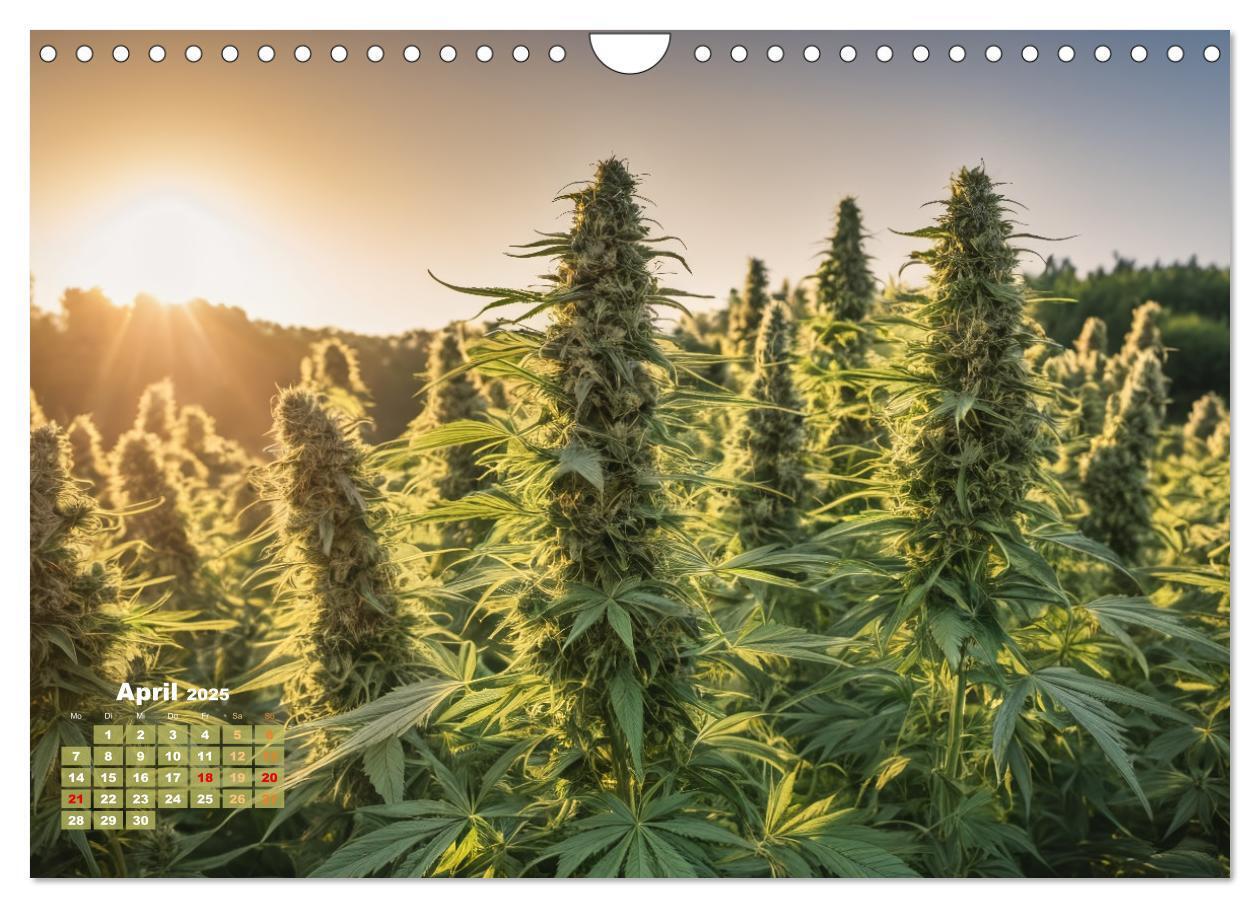 Bild: 9783383807060 | Wunderschöne Cannabisfelder (Wandkalender 2025 DIN A4 quer),...