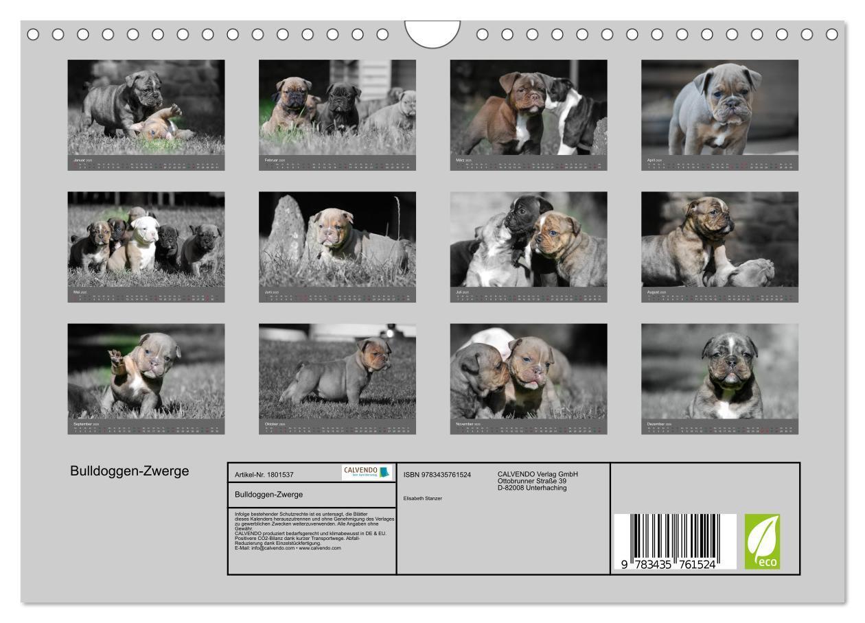 Bild: 9783435761524 | Bulldoggen-Zwerge (Wandkalender 2025 DIN A4 quer), CALVENDO...