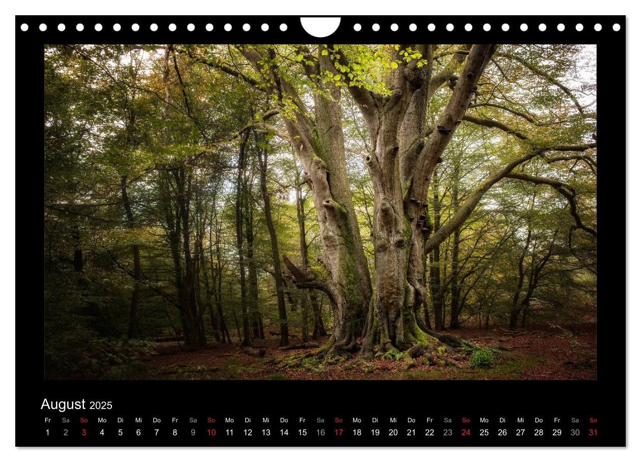 Bild: 9783435626861 | Märchenhafter Reinhardswald und Urwald Sababurg (Wandkalender 2025...