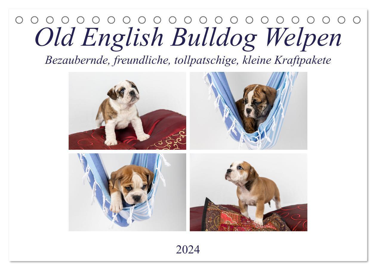 Cover: 9783675919785 | Old English Bulldog Welpen (Tischkalender 2024 DIN A5 quer),...