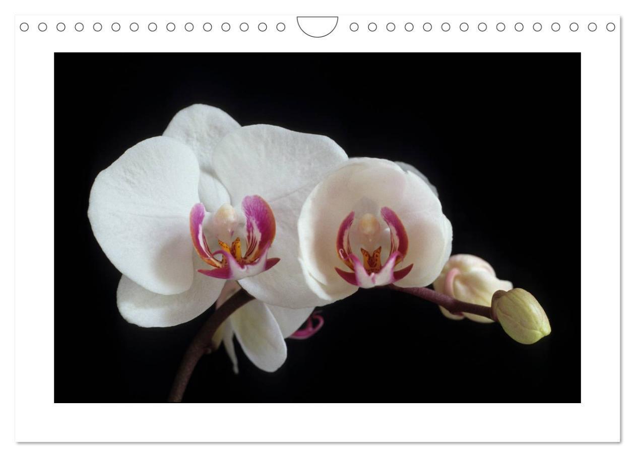 Bild: 9783435820474 | Orchideen 2025 (Wandkalender 2025 DIN A4 quer), CALVENDO...