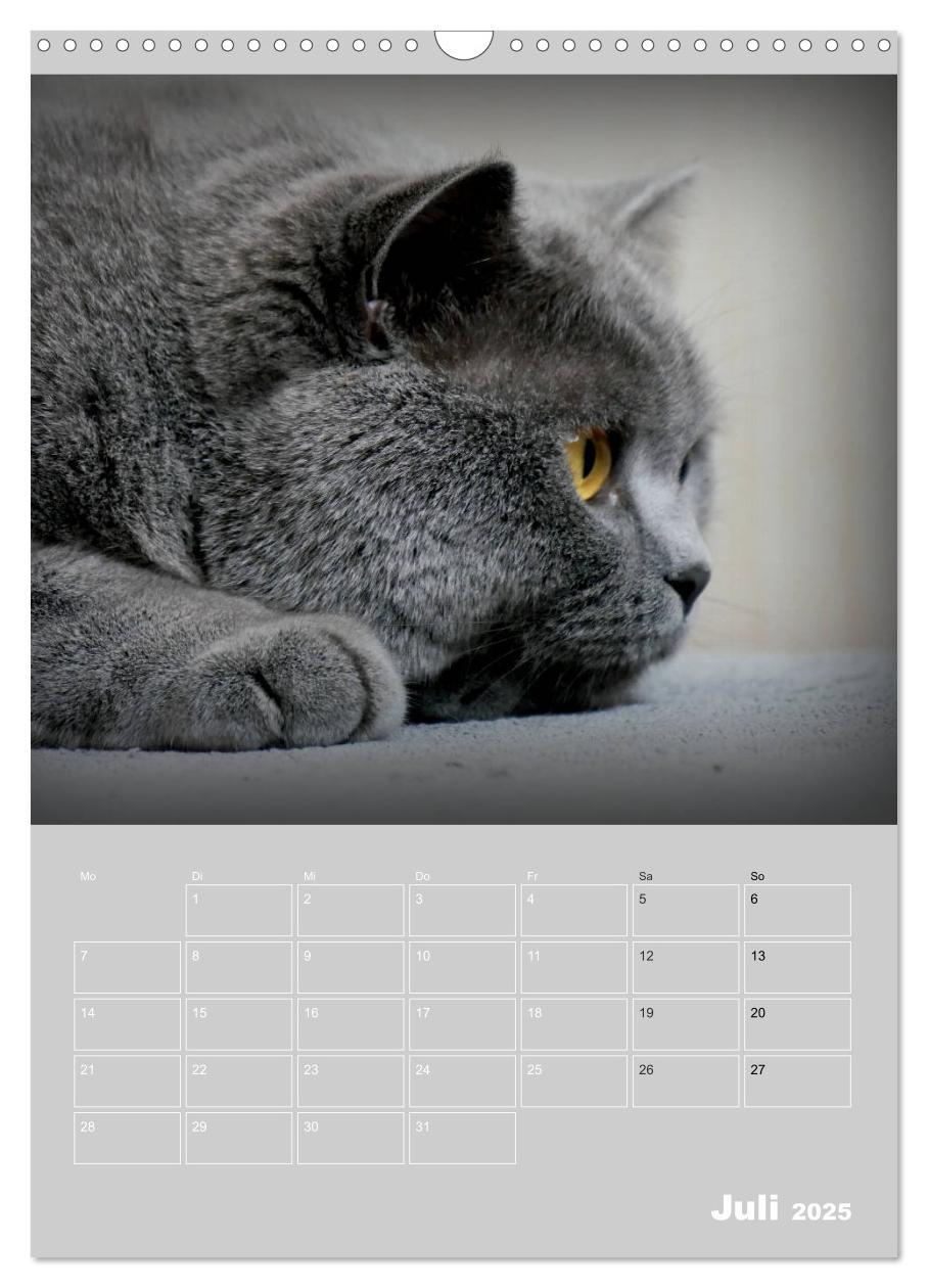 Bild: 9783435992072 | Graue Engel - Britischkurzhaar-Katzen (Wandkalender 2025 DIN A3...