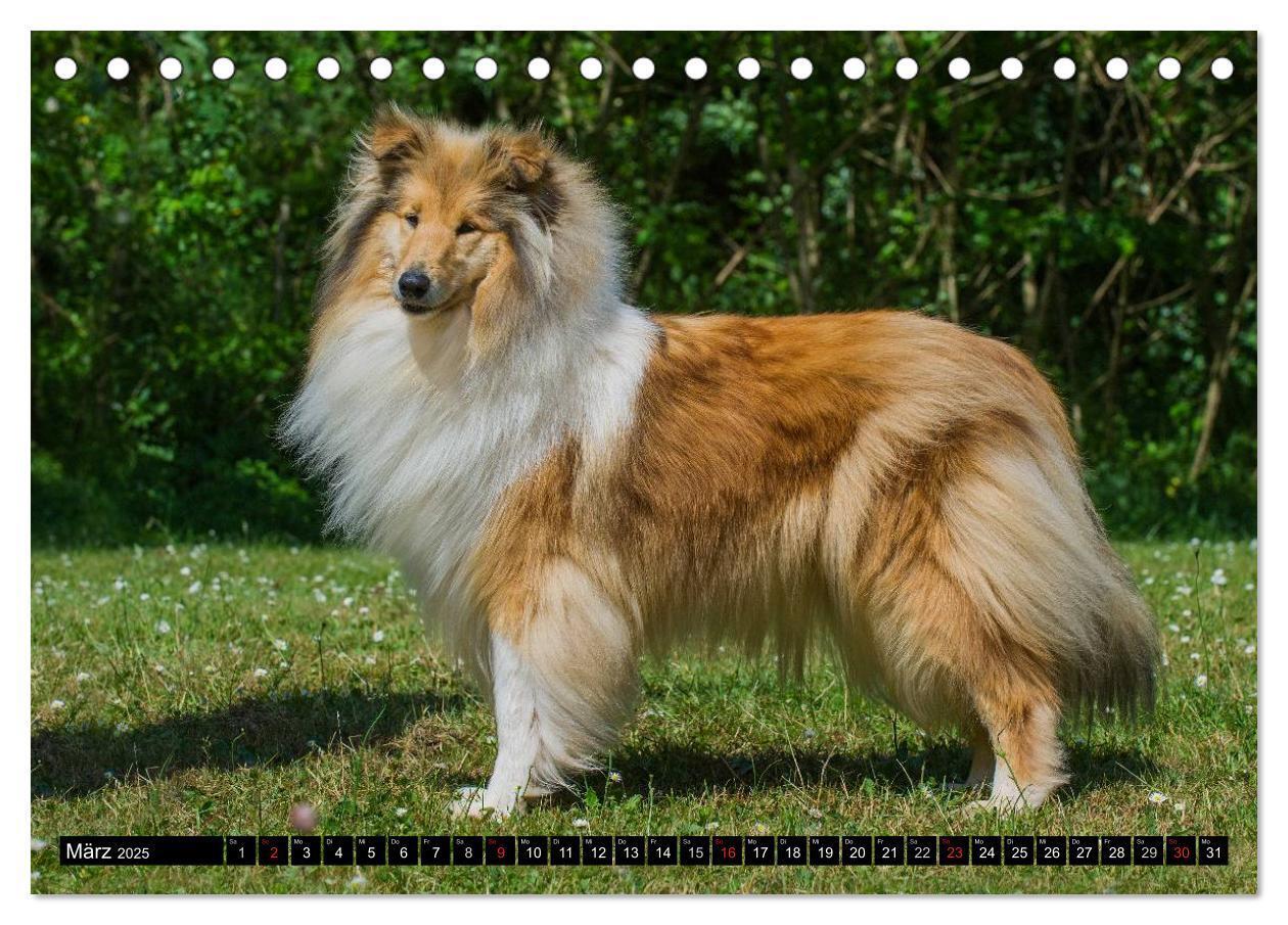 Bild: 9783435568147 | Collie - Mein bester Freund (Tischkalender 2025 DIN A5 quer),...