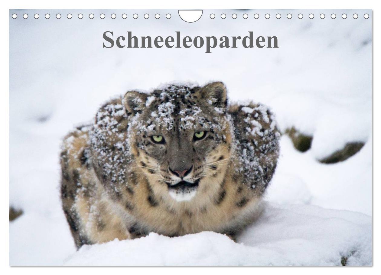 Cover: 9783675584686 | Schneeleoparden (Wandkalender 2024 DIN A4 quer), CALVENDO...