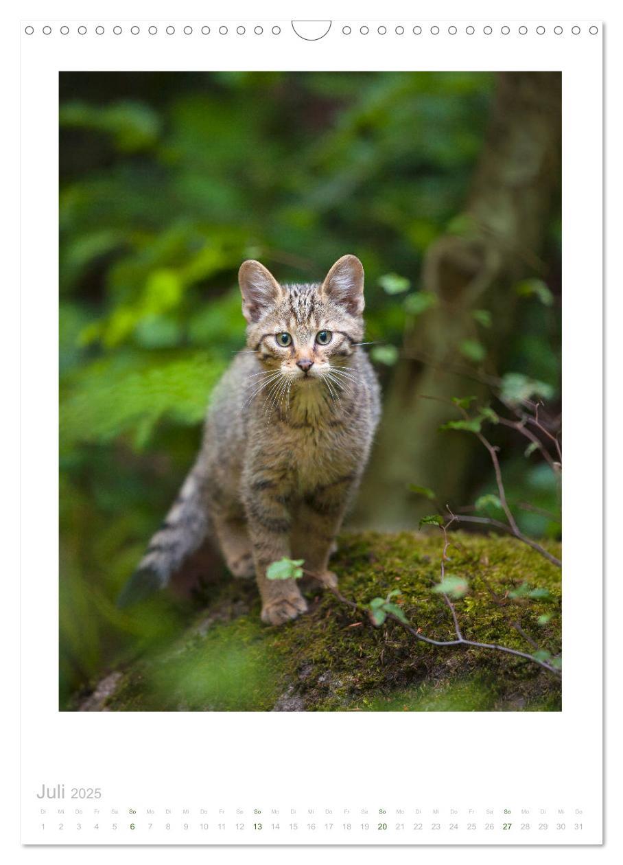 Bild: 9783435954179 | Wildkatzen - Kleine Samtpfoten des Waldes (Wandkalender 2025 DIN A3...