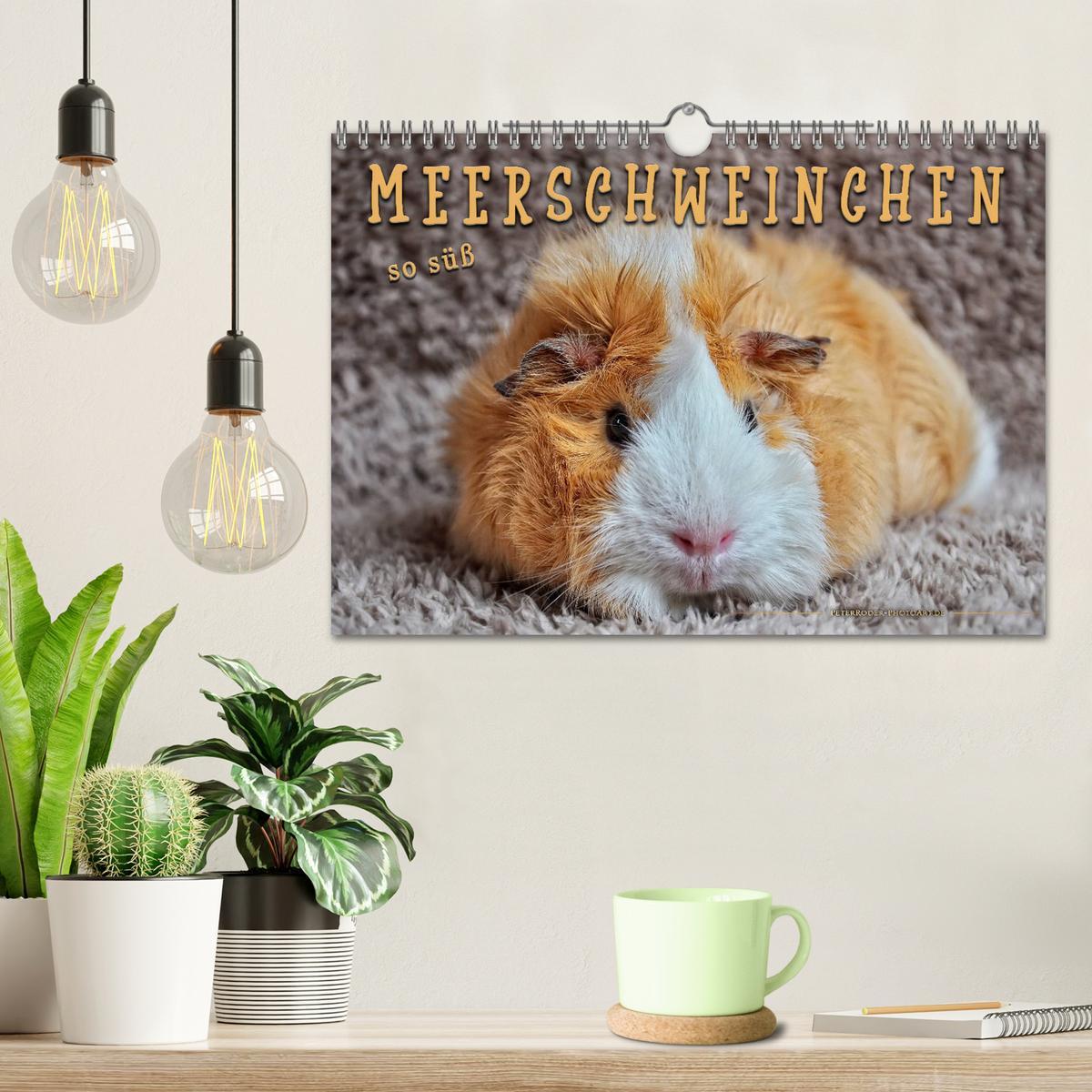 Bild: 9783435365272 | Meerschweinchen - so süß (Wandkalender 2025 DIN A4 quer), CALVENDO...