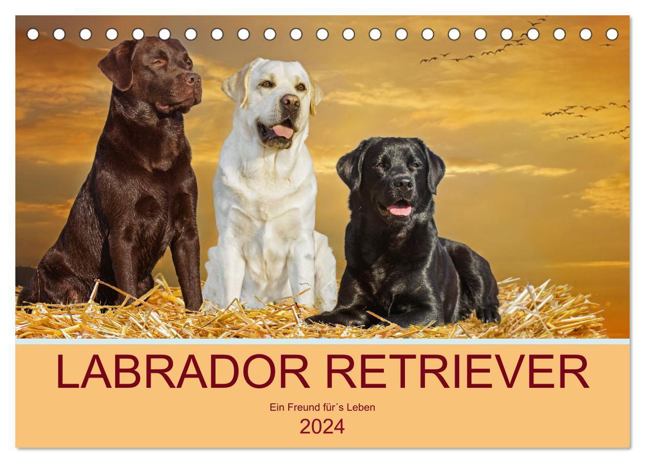 Cover: 9783675548114 | Labrador Retriever - Ein Freund für´s Leben (Tischkalender 2024 DIN...